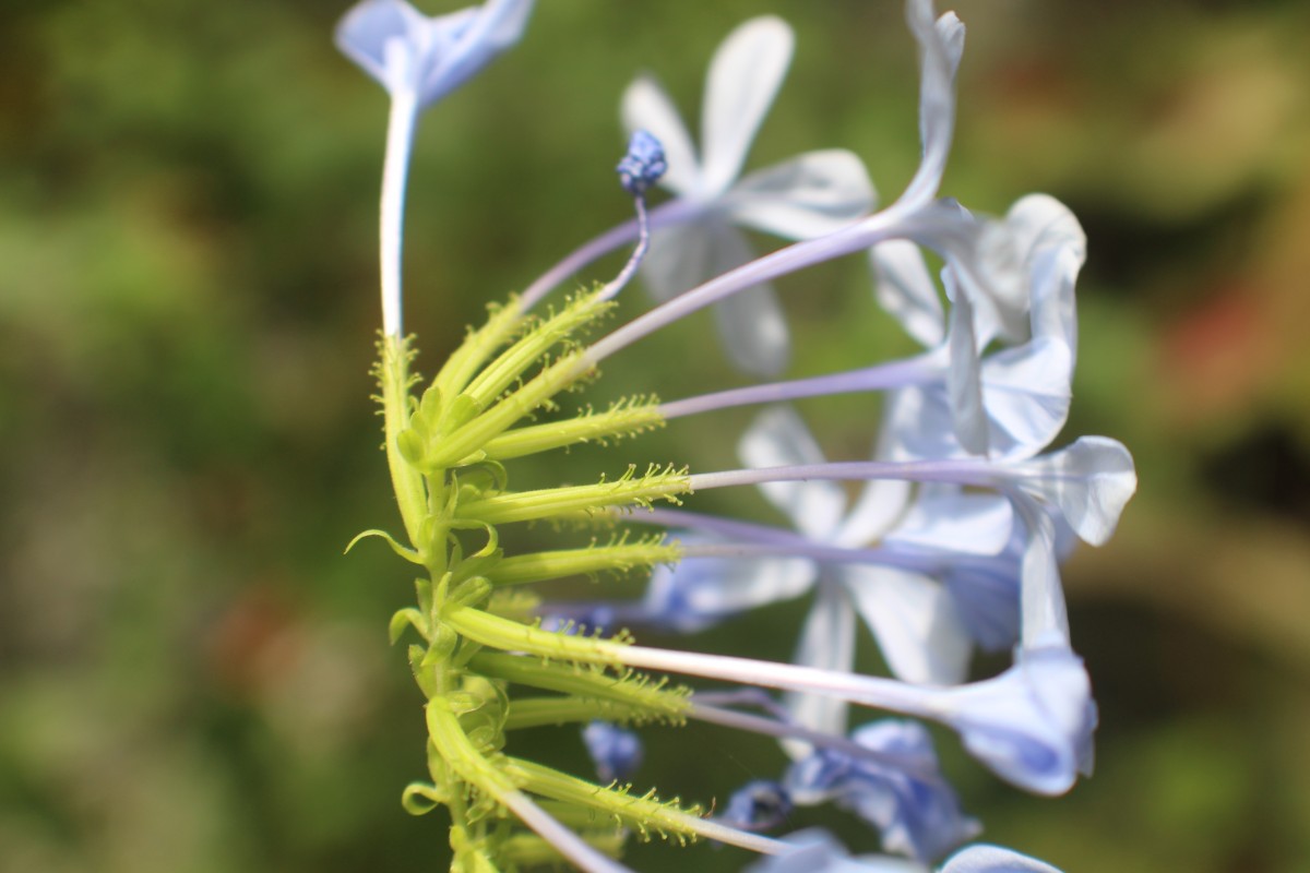 Plumbago auriculata Lam.